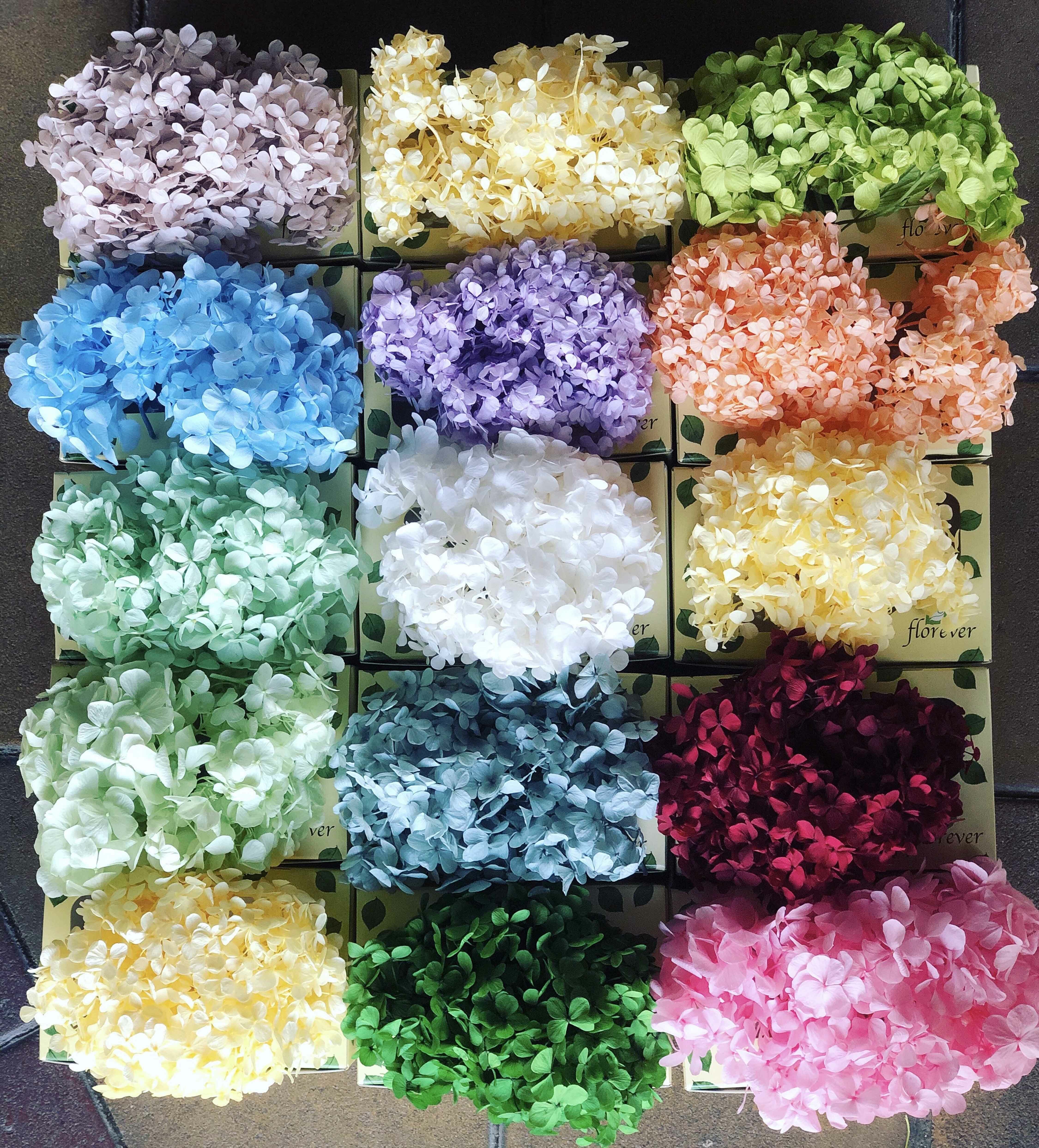 日本Florever 不凋繡球（20g)