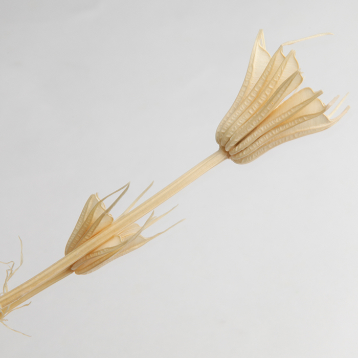 乾燥小百合 (荷蘭/義大利)