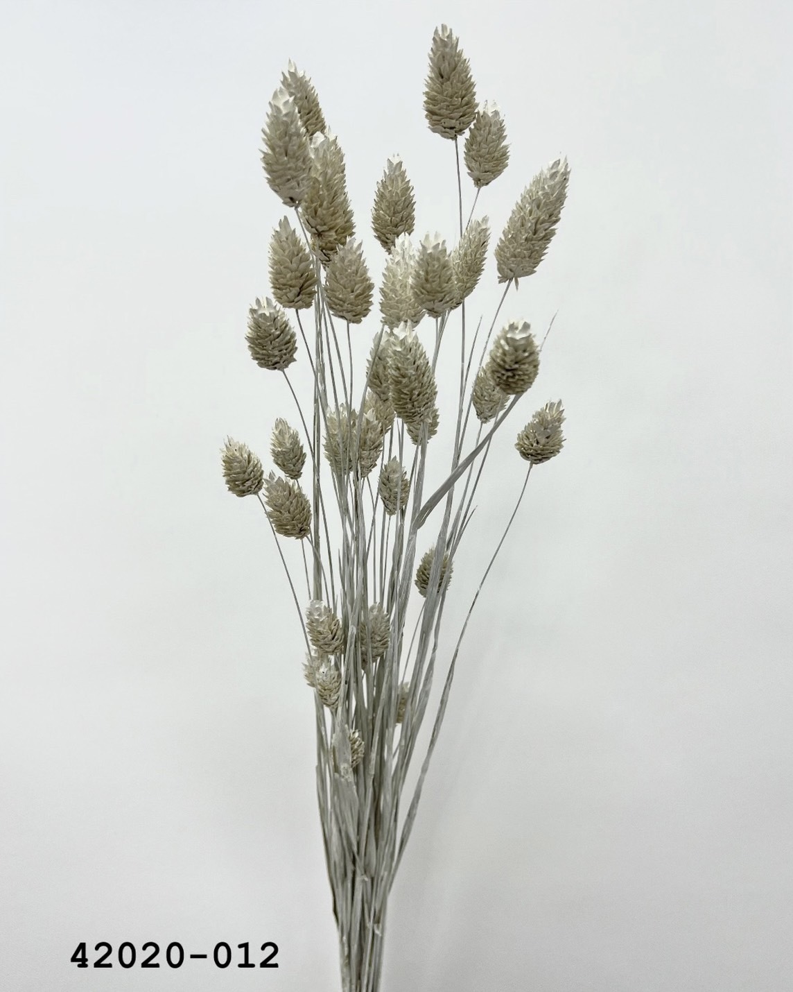 日本乾燥加那利 42020-012