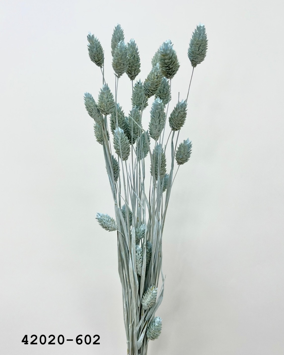 日本乾燥加那利 42020-602