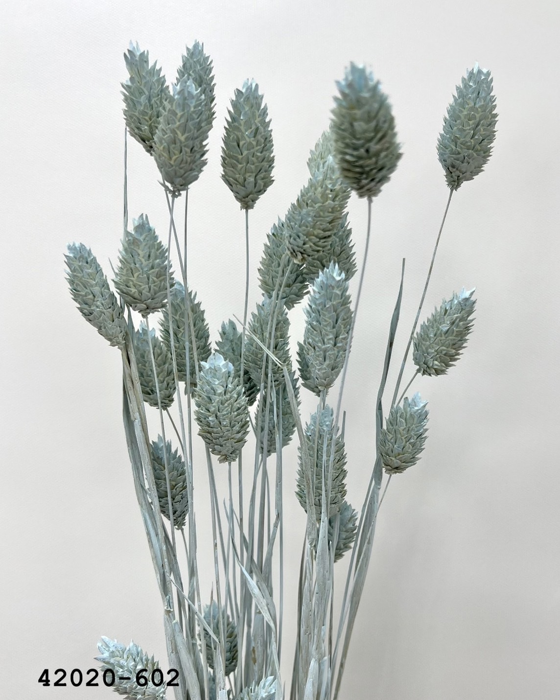 日本乾燥加那利 42020-602