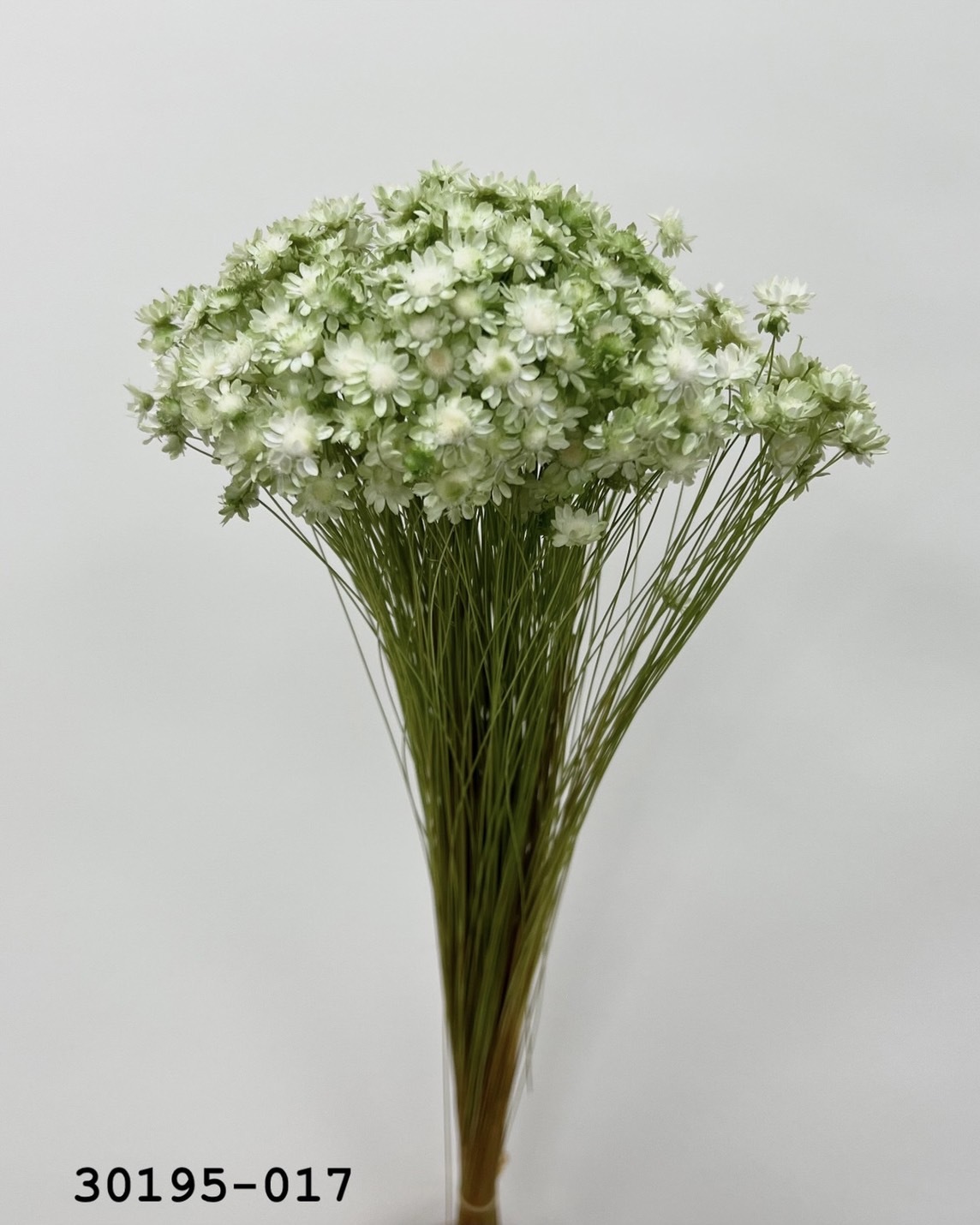 日本不凋繁星花 30195-017