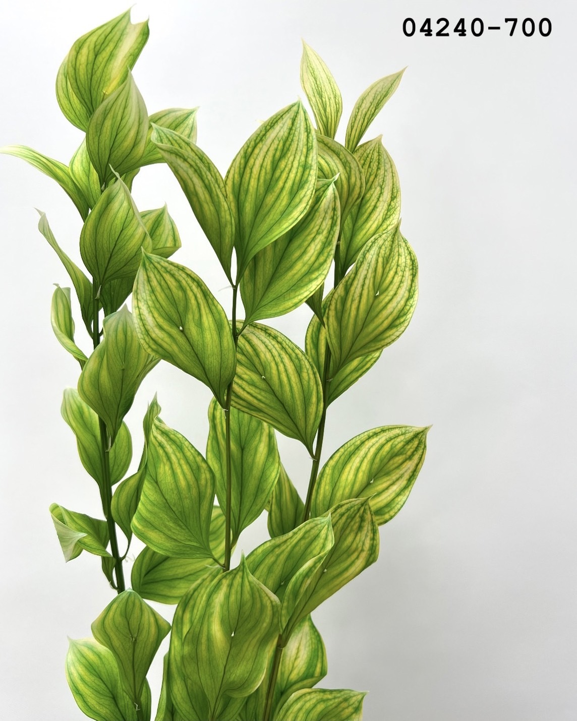 日本不凋大樺木04240-700