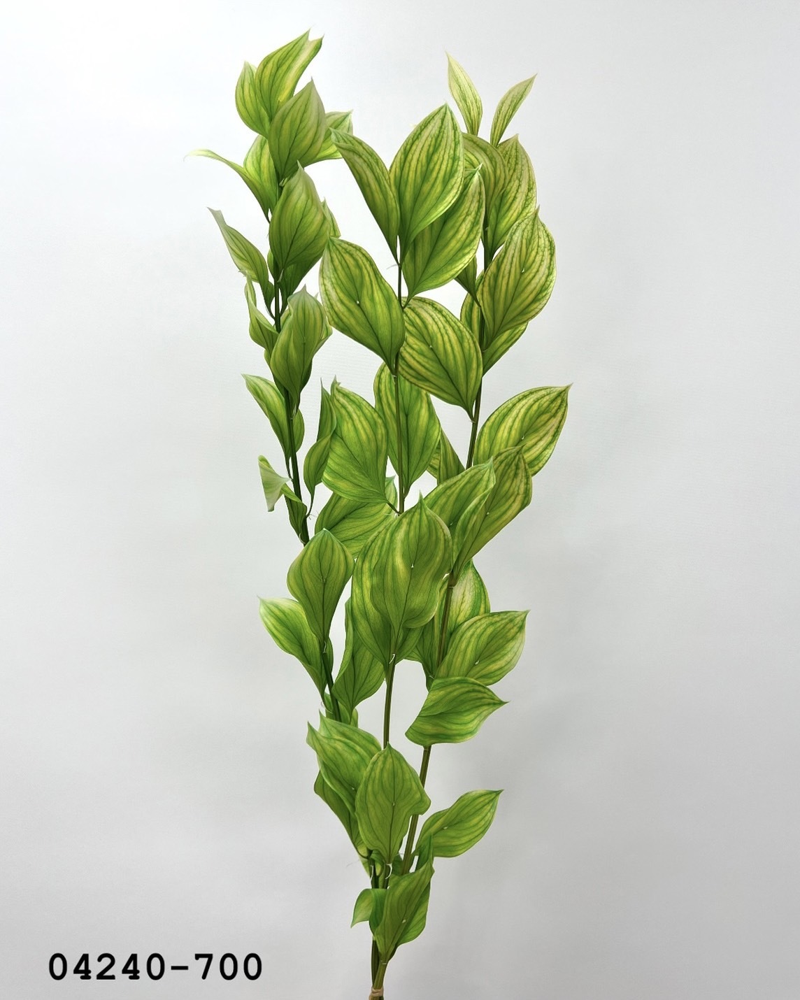 日本不凋大樺木04240-700