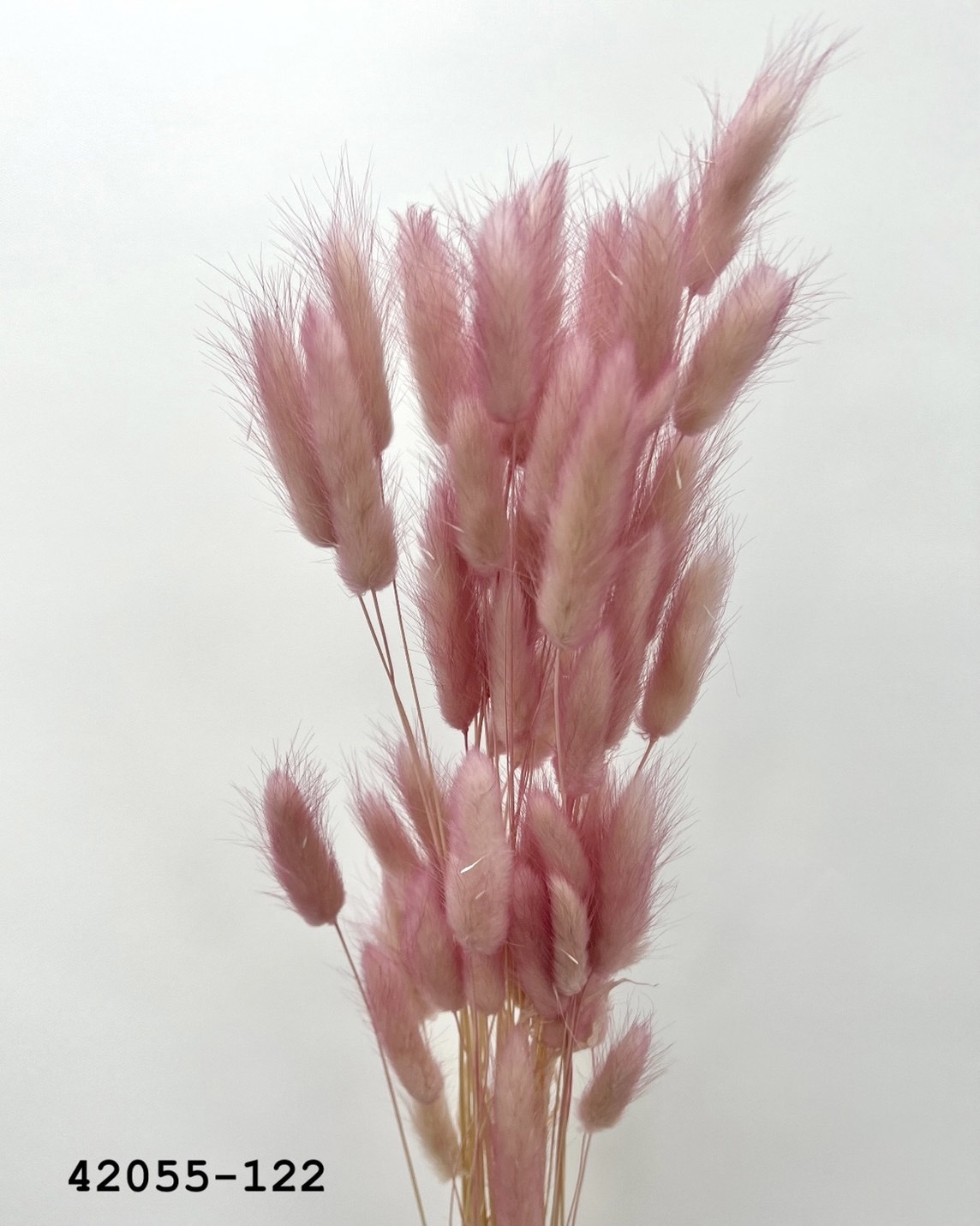 日本乾燥兔尾草 42055-122