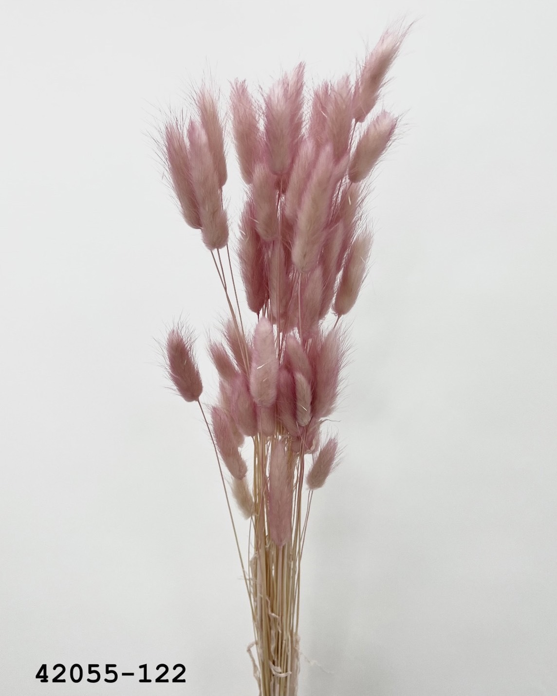 日本乾燥兔尾草 42055-122