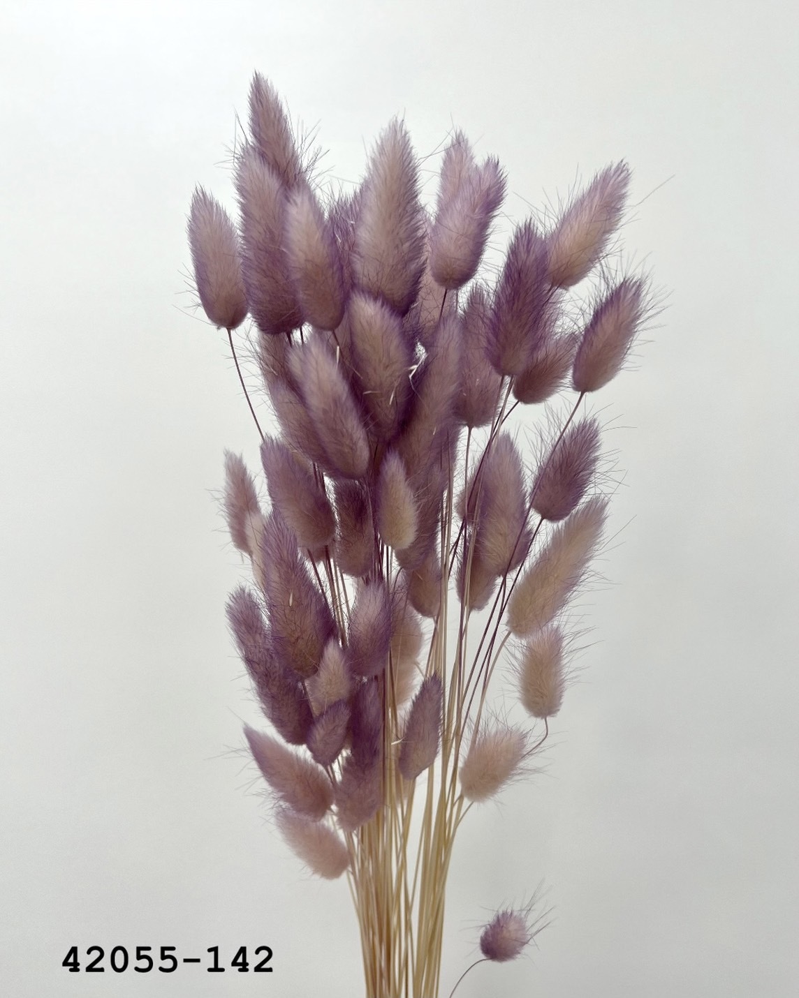 日本乾燥兔尾草 42055-142