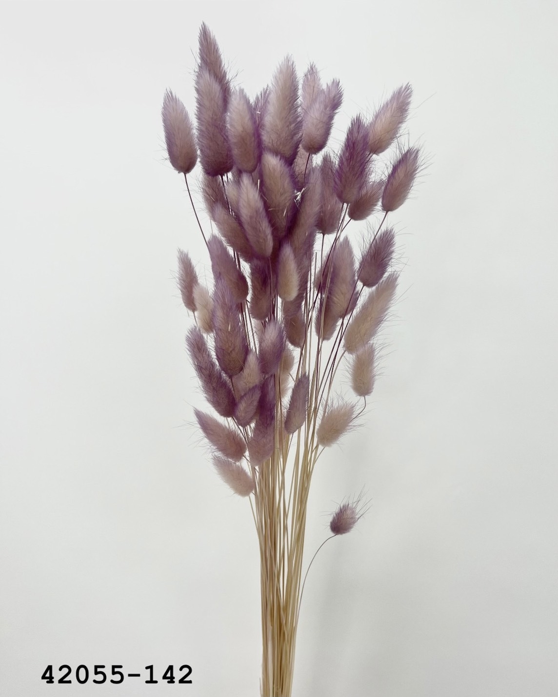 日本乾燥兔尾草 42055-142