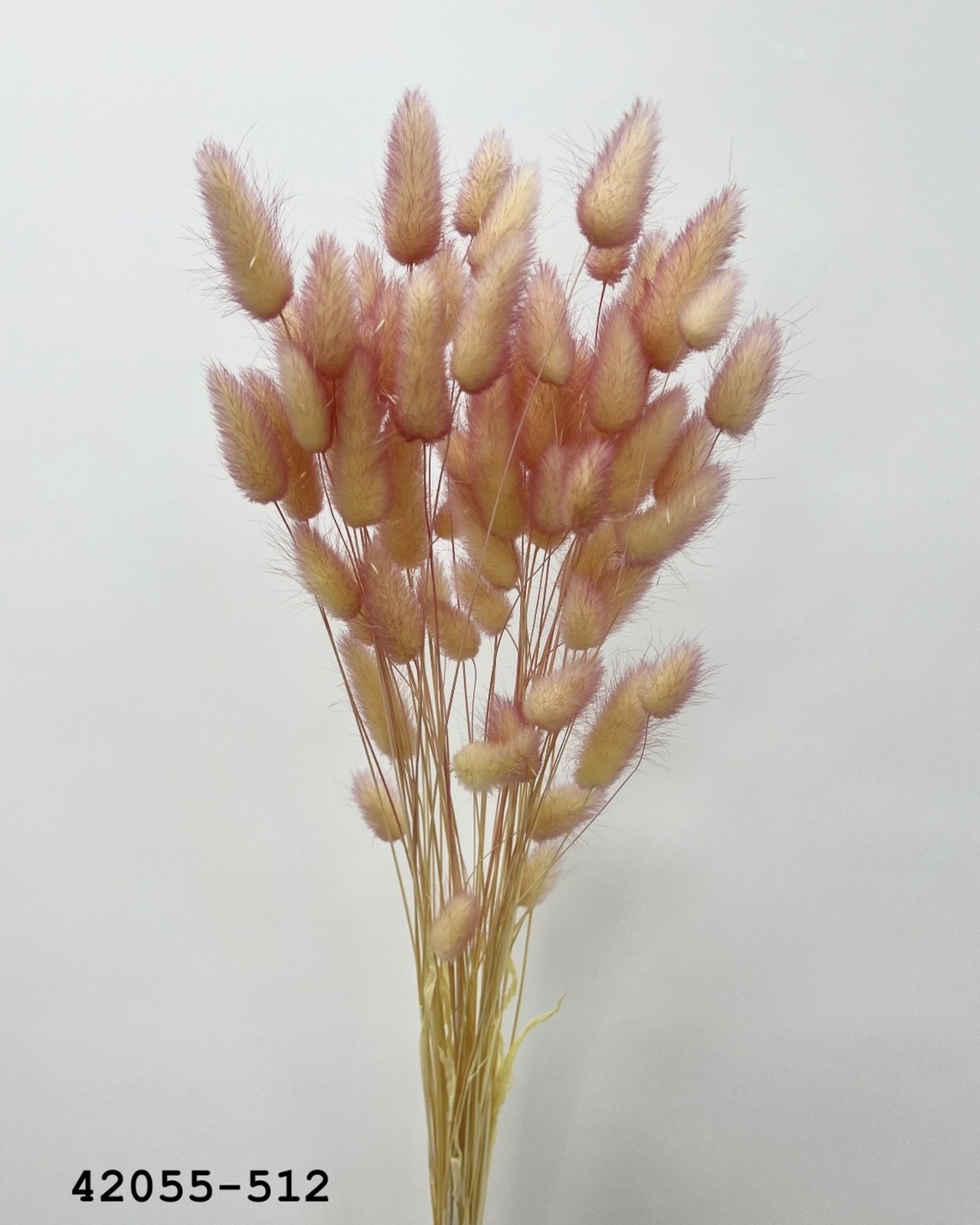 日本乾燥兔尾草 42055-512