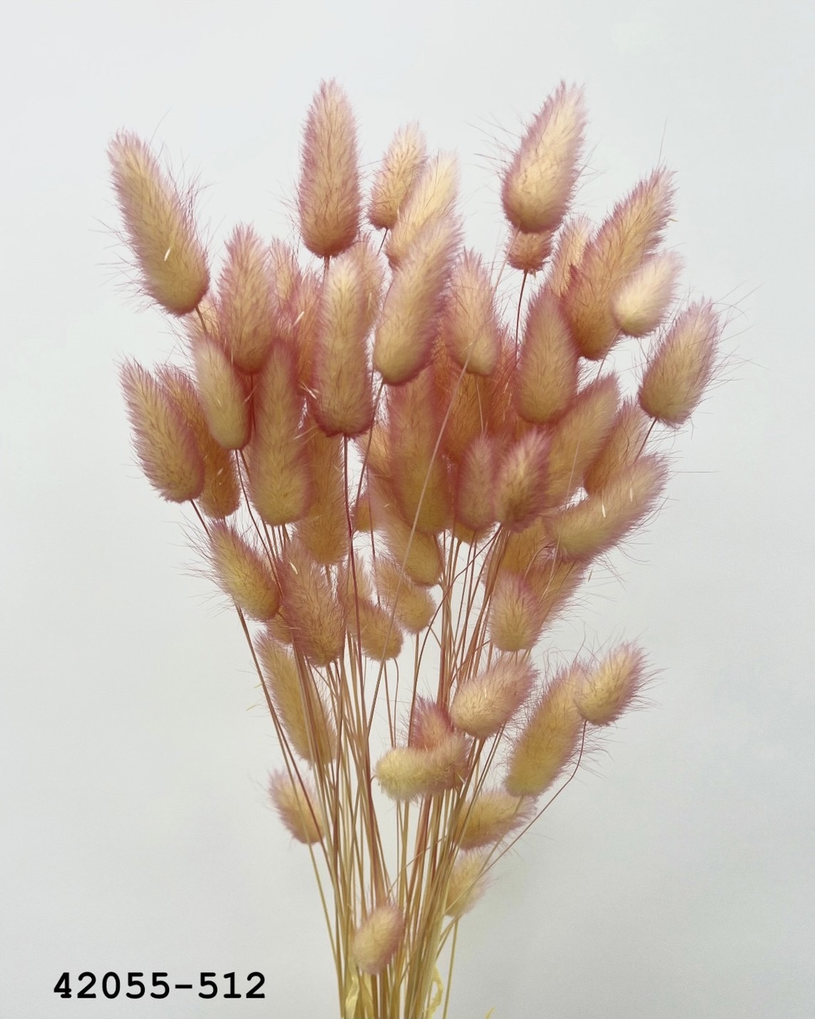 日本乾燥兔尾草 42055-512