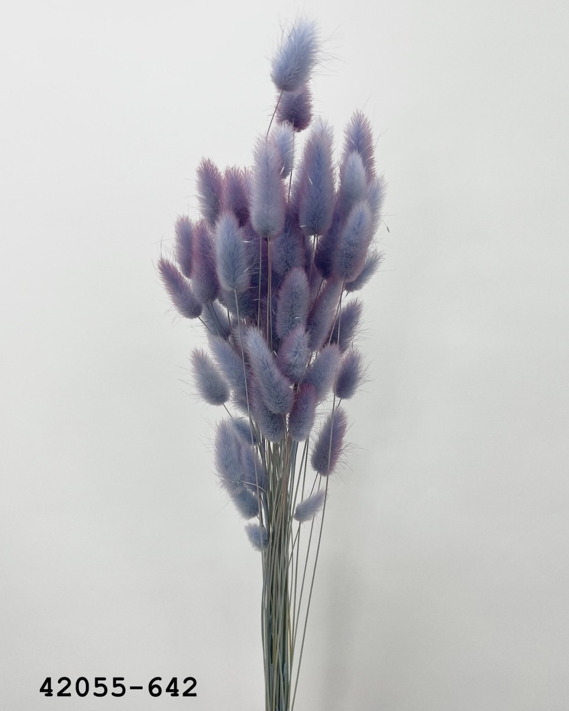 日本乾燥兔尾草 42055-642