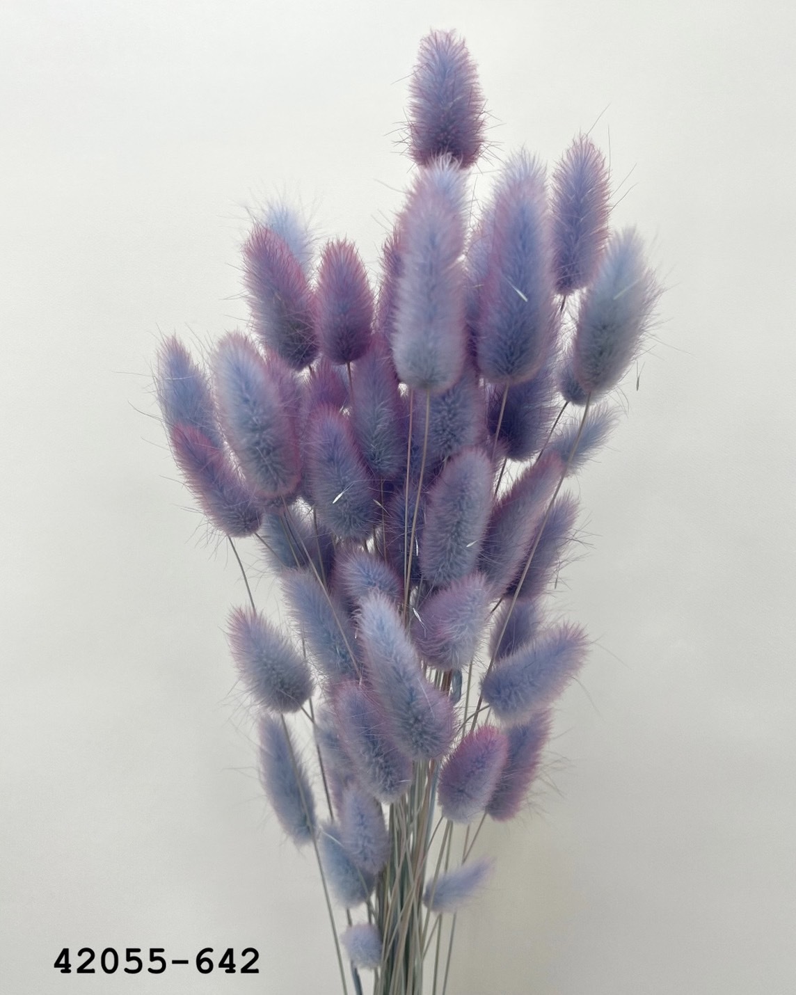 日本乾燥兔尾草 42055-642