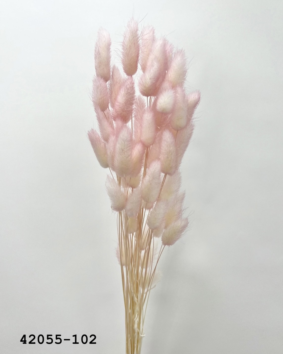 日本乾燥兔尾草 42055-102