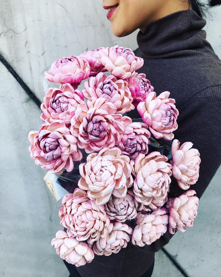 乾燥牡丹菊索拉