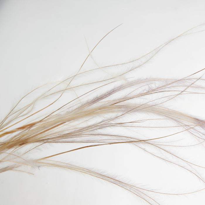 乾燥羽毛草(義大利)