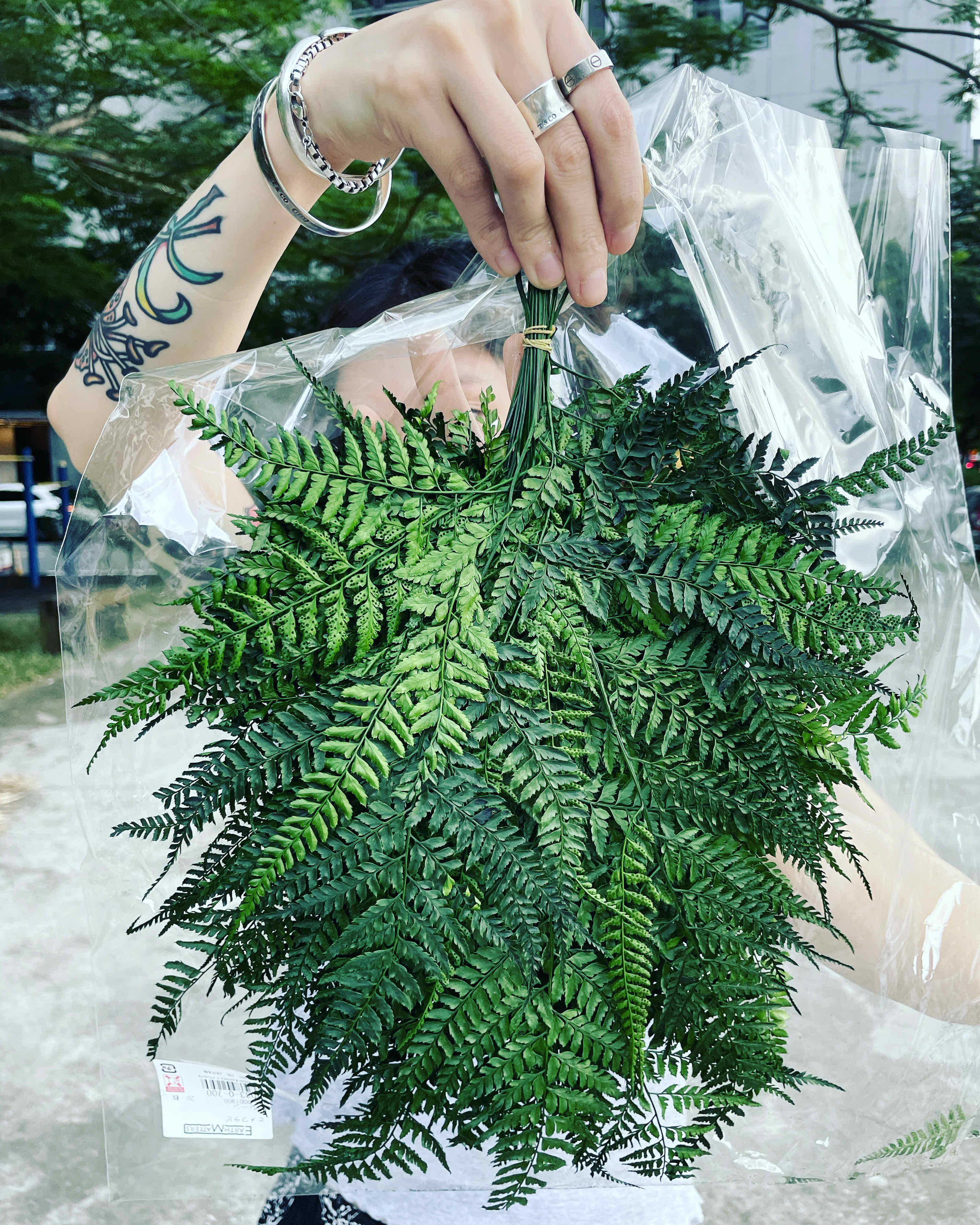 日本不凋羊齒葉