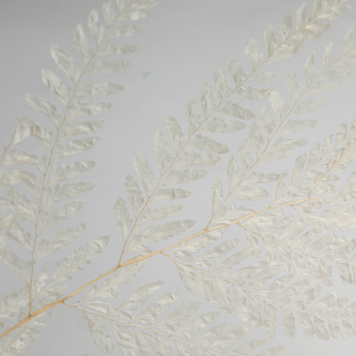 日本不凋羊齒葉