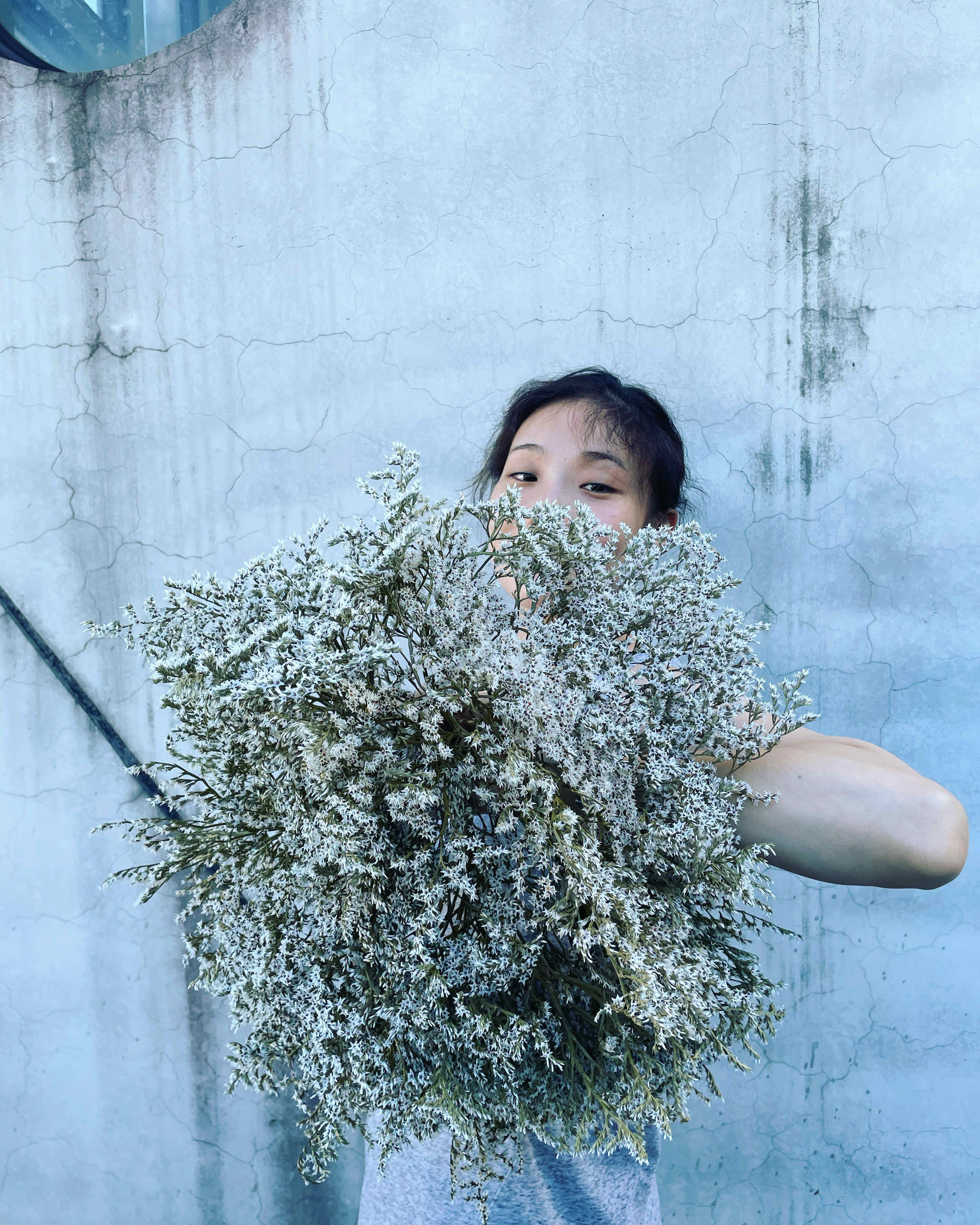 乾燥雪花草 (義大利)