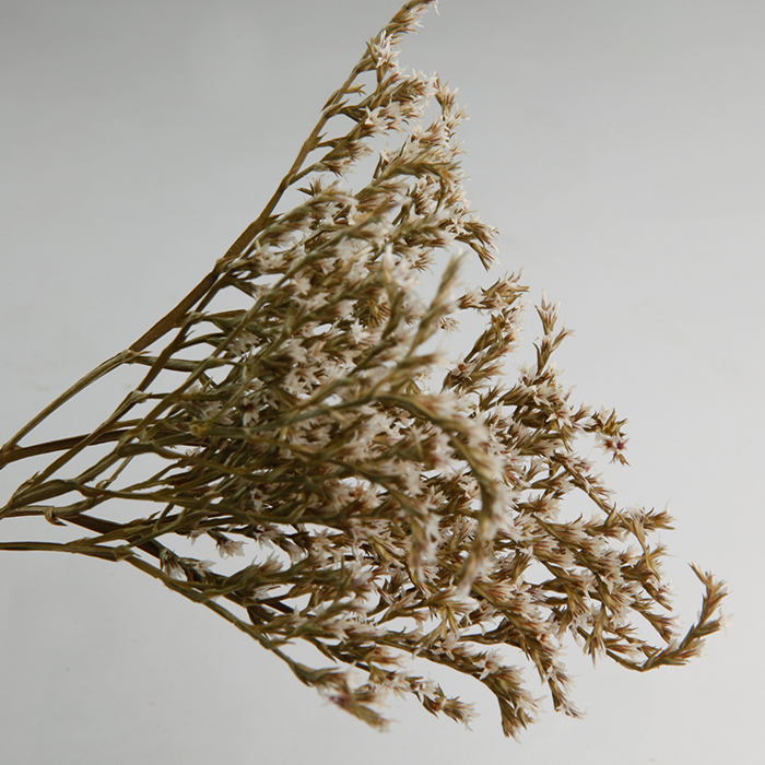 乾燥雪花草 (義大利)