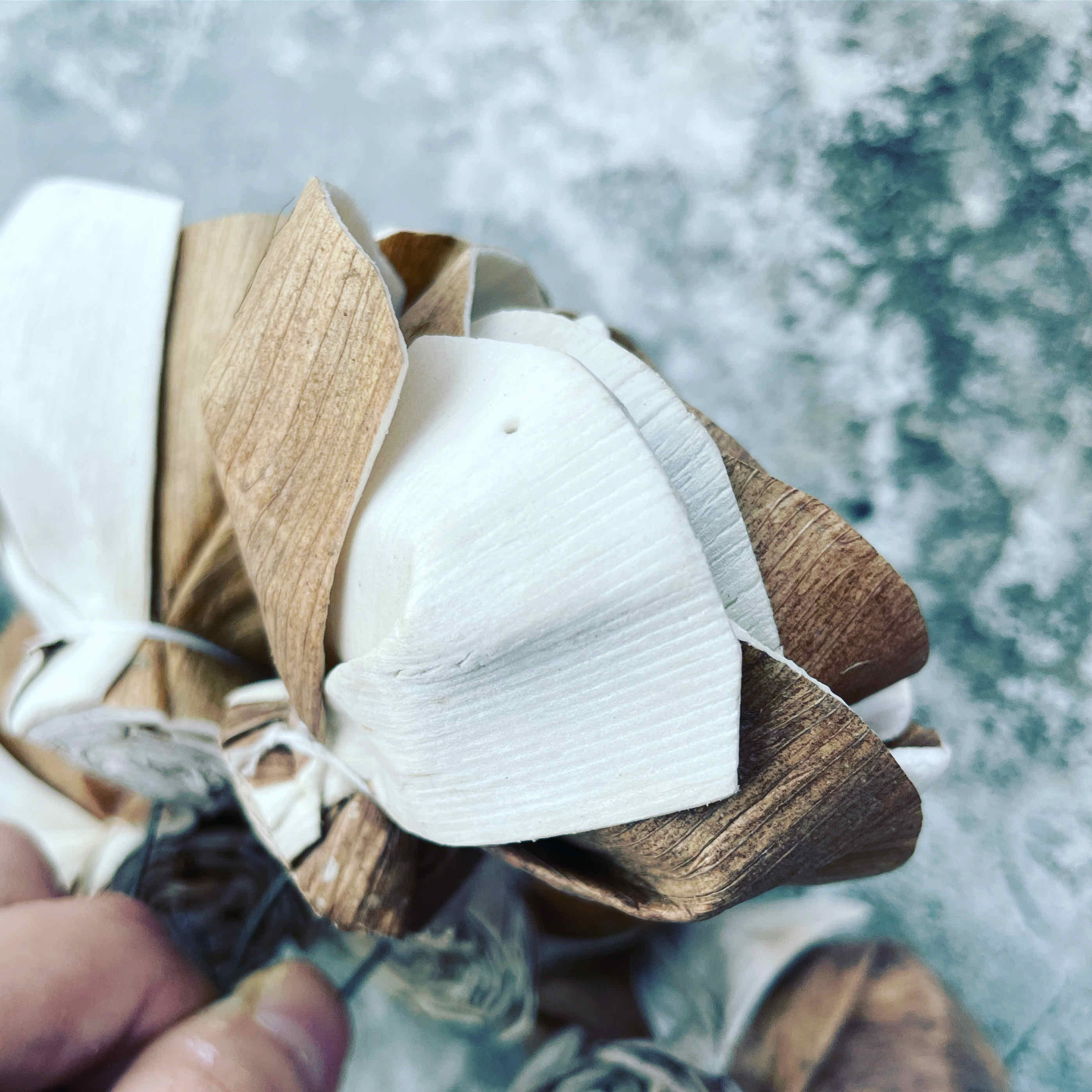 乾燥雙色大玫瑰索拉