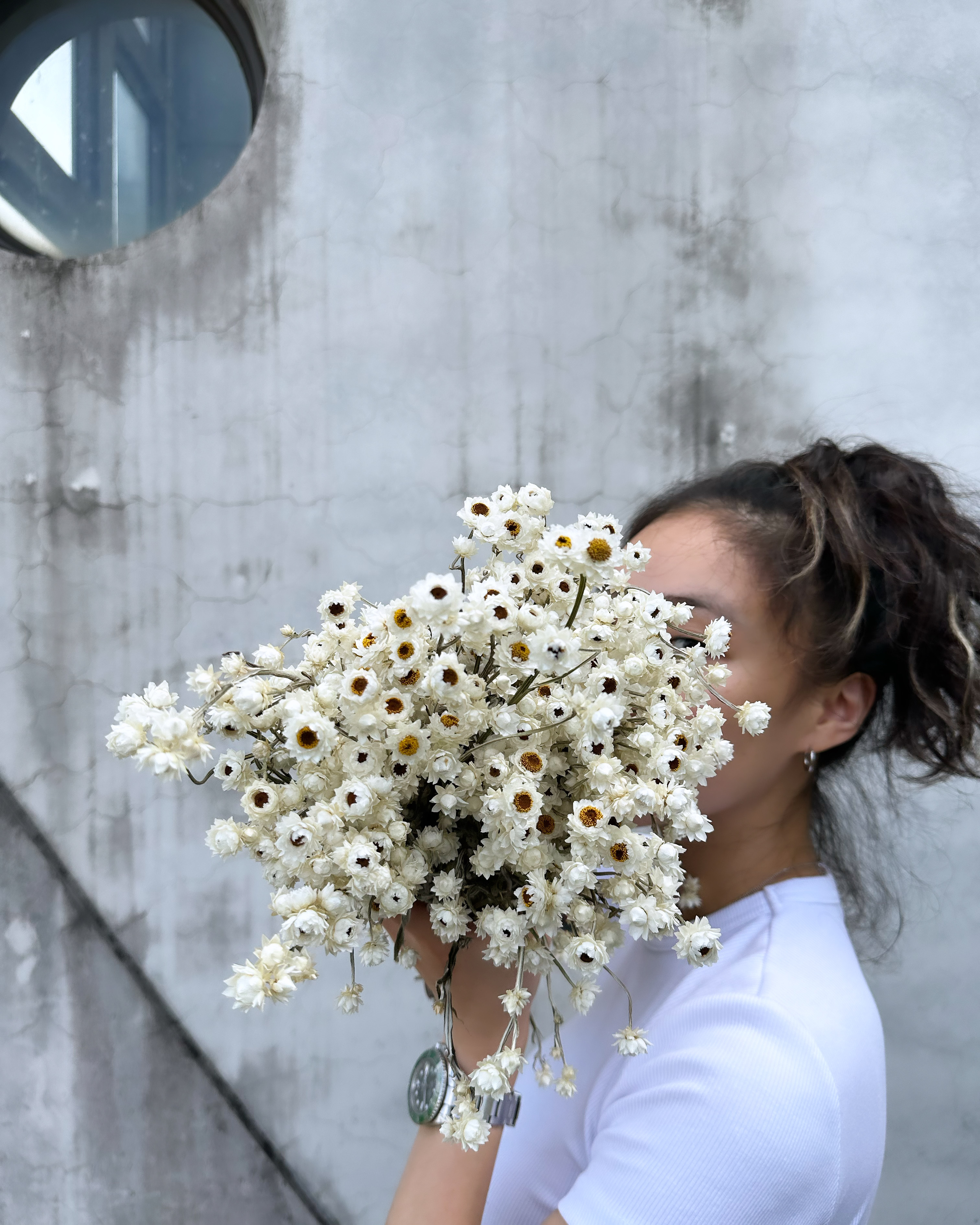 洋甘菊 (義大利)