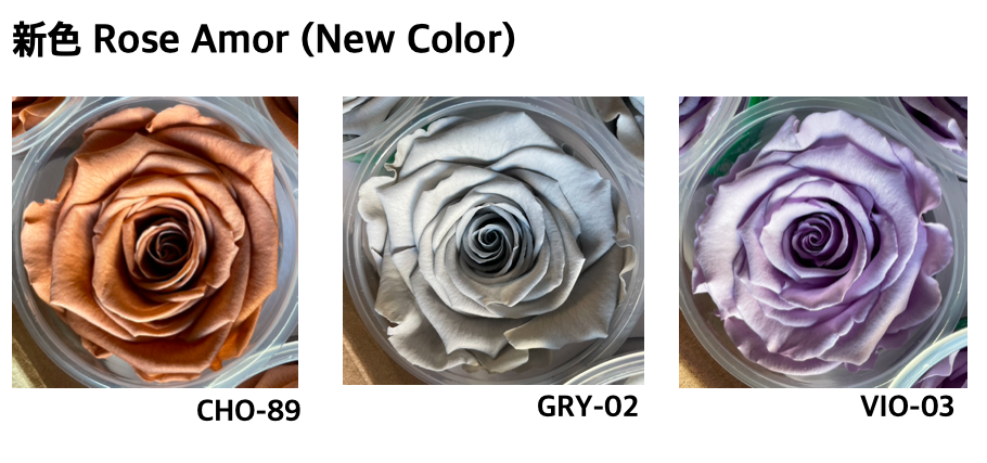 Rose Amor (6輪單/雙色)