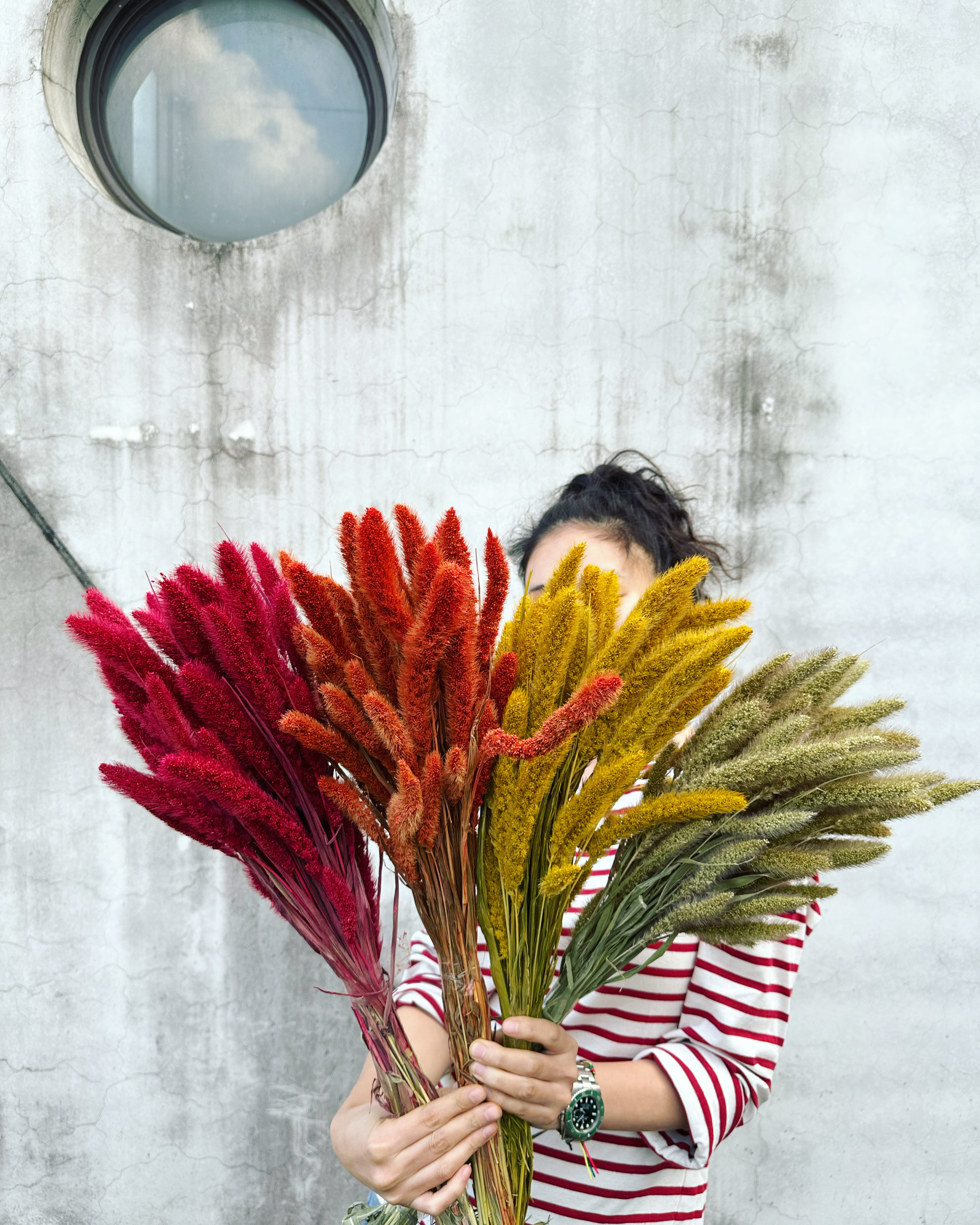 乾燥狗尾草 (荷蘭)