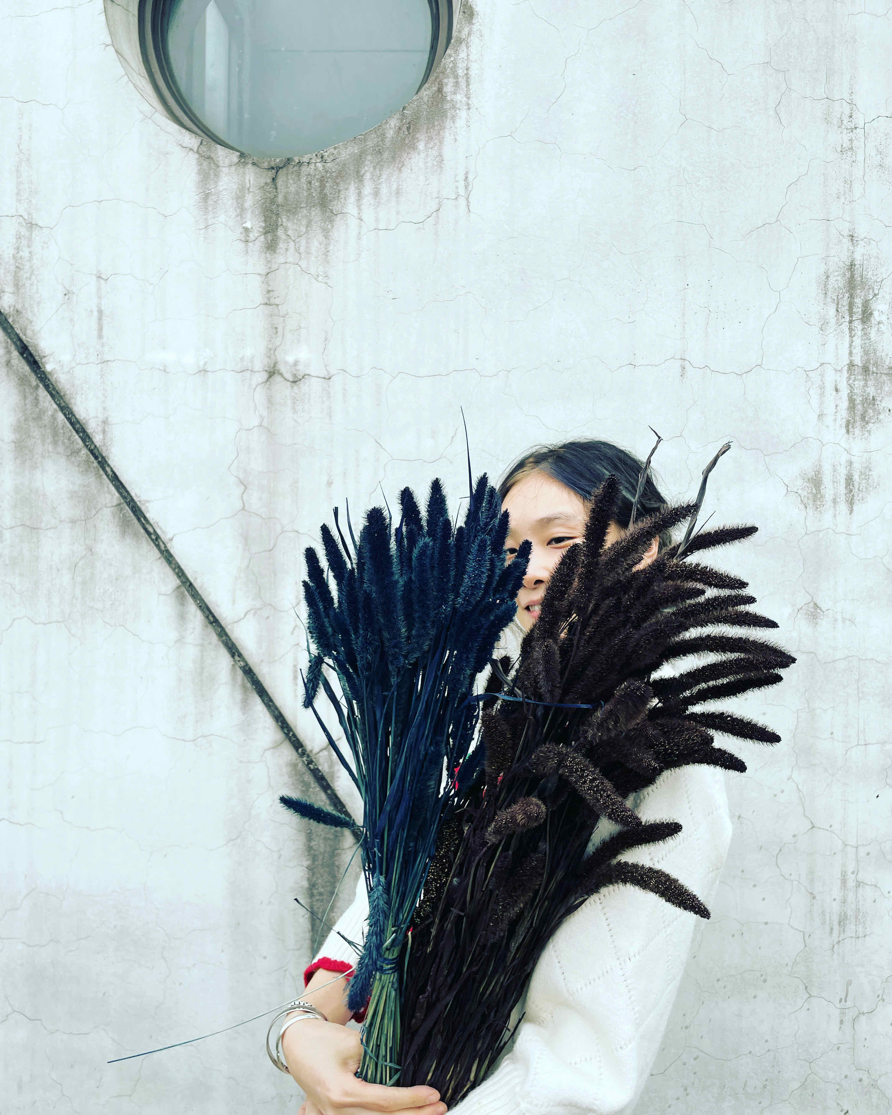 乾燥狗尾草 (荷蘭)