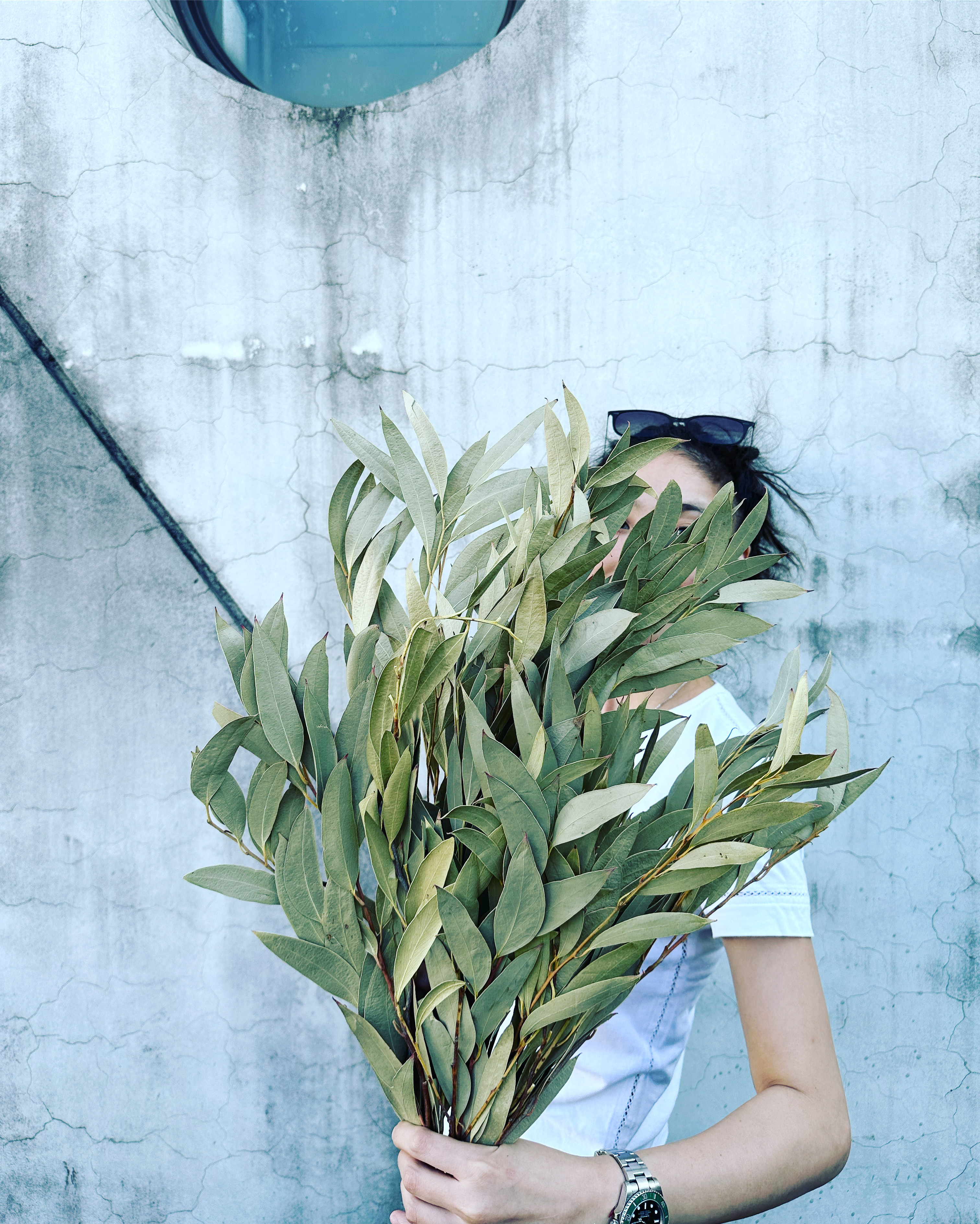 乾燥尤加利葉(南非)