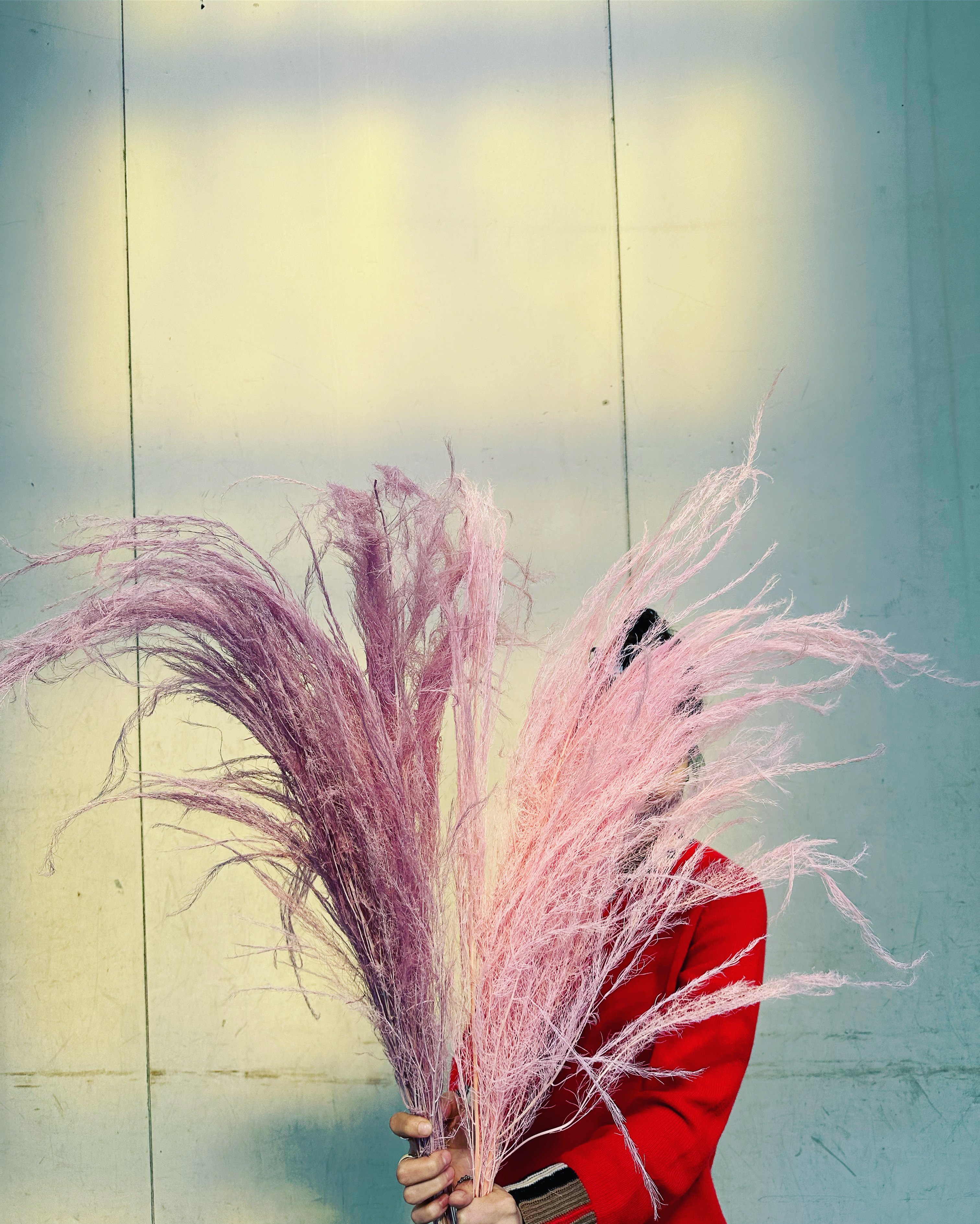 乾燥染色龍鬚草