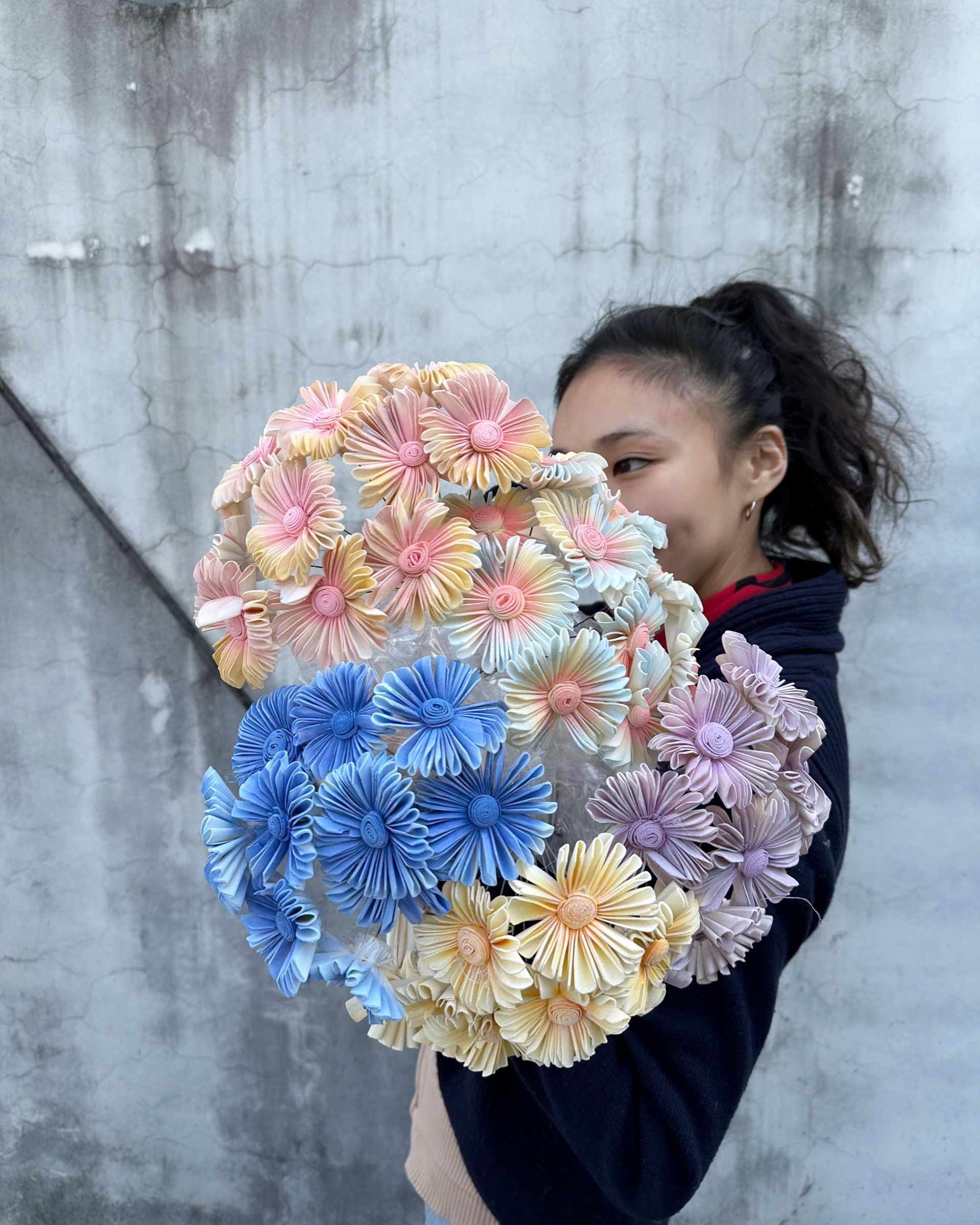 乾燥小雨傘菊索拉