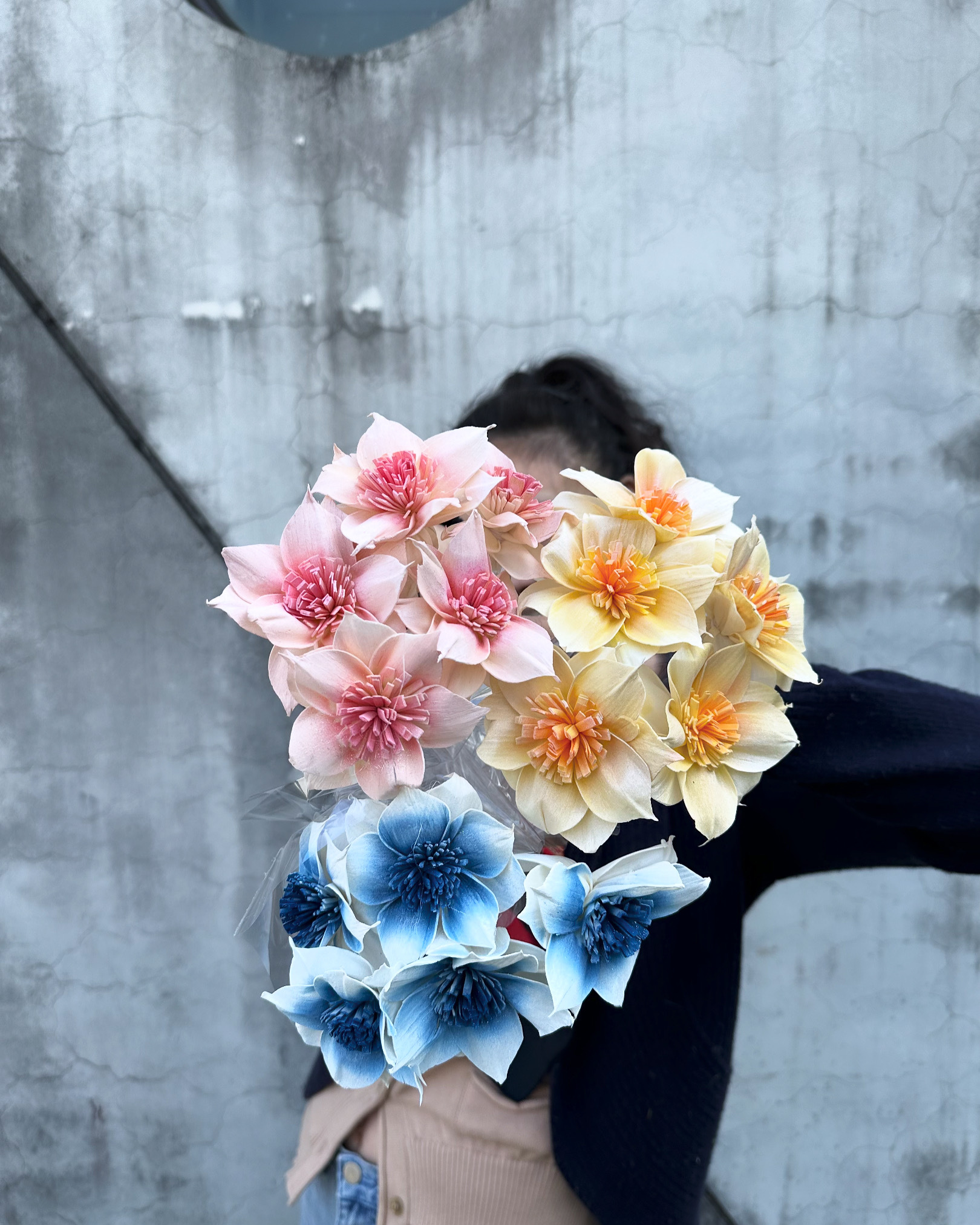 乾燥大扶桑索拉