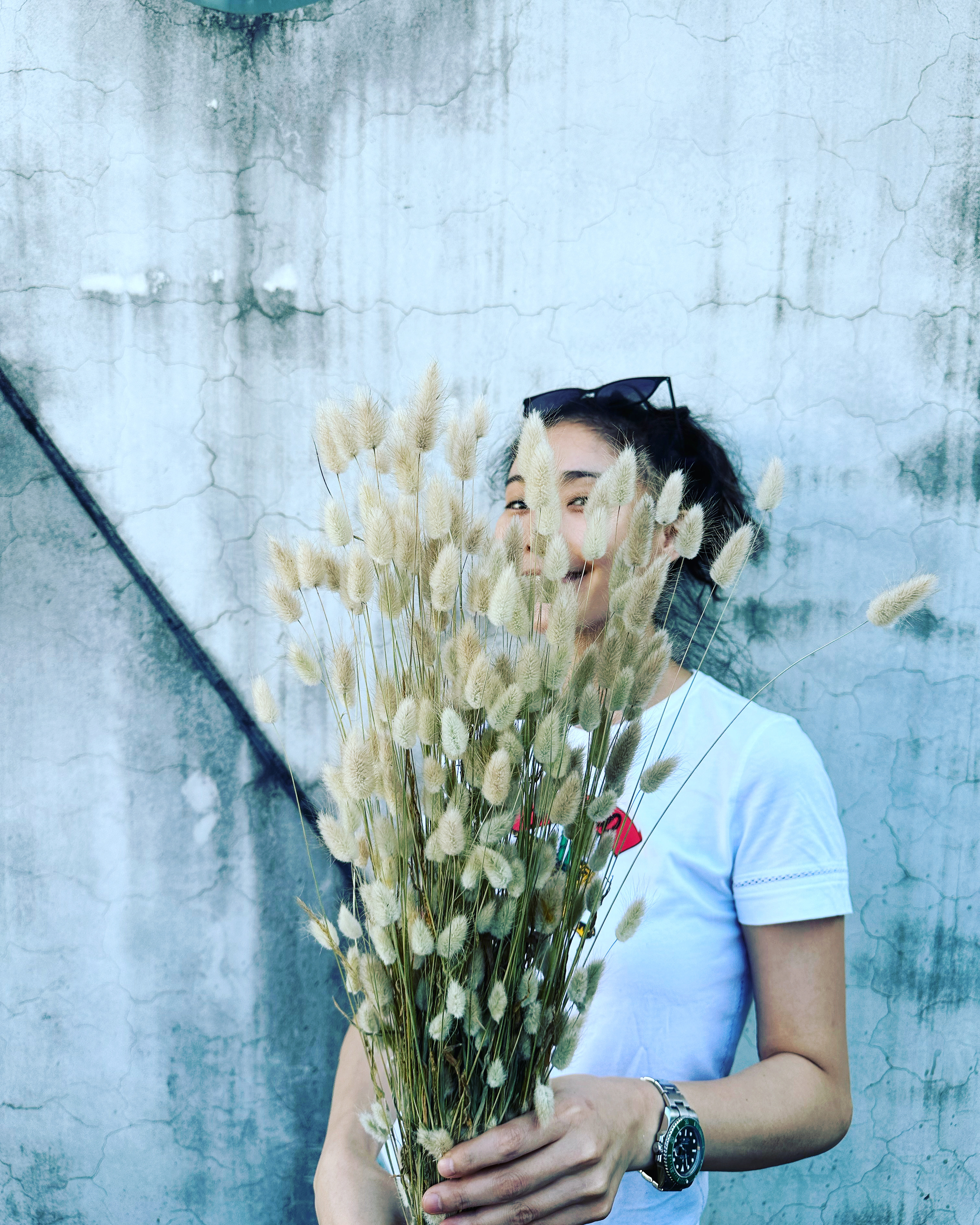 胖胖兔尾草(荷蘭)