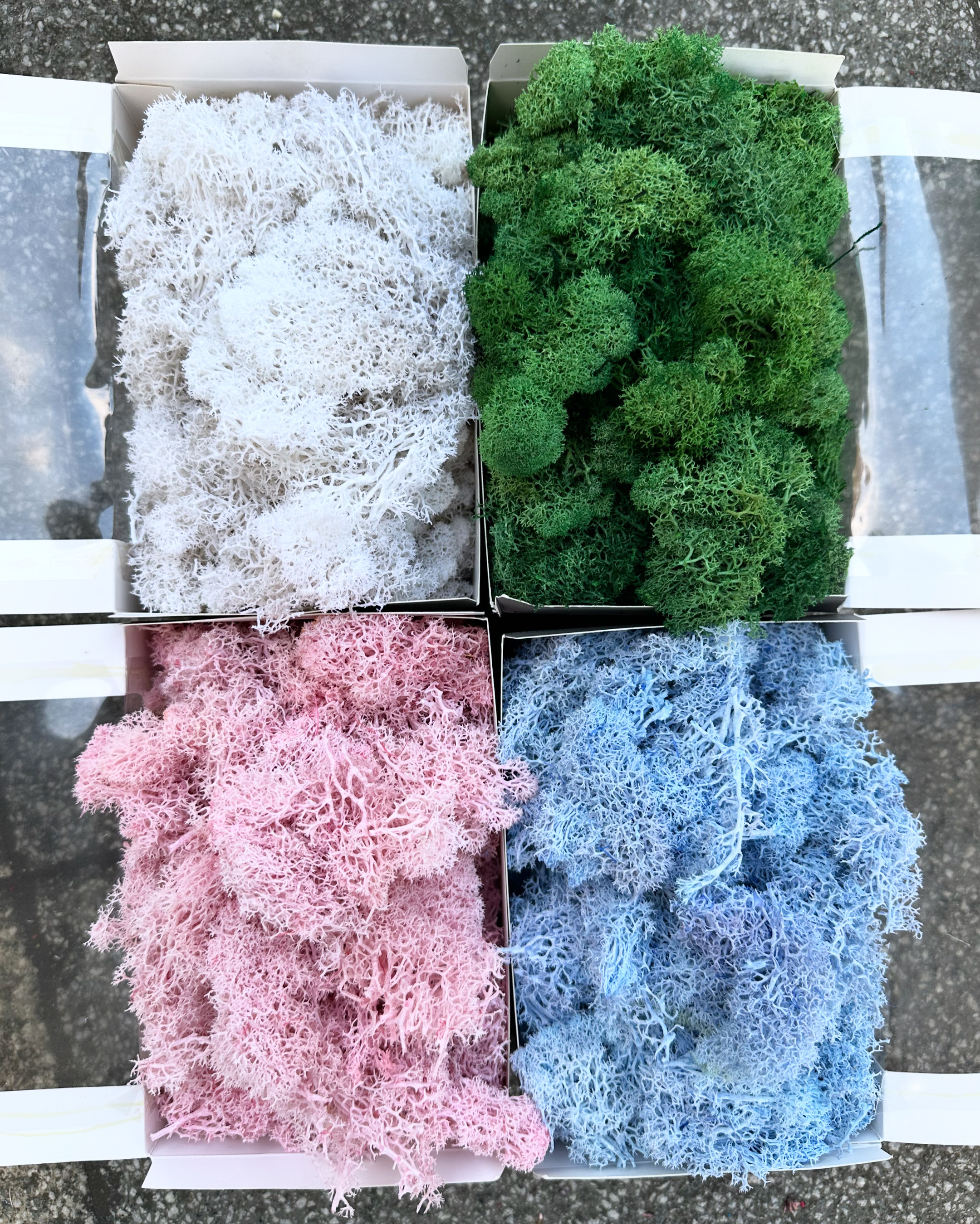 永生盒裝馴鹿水草