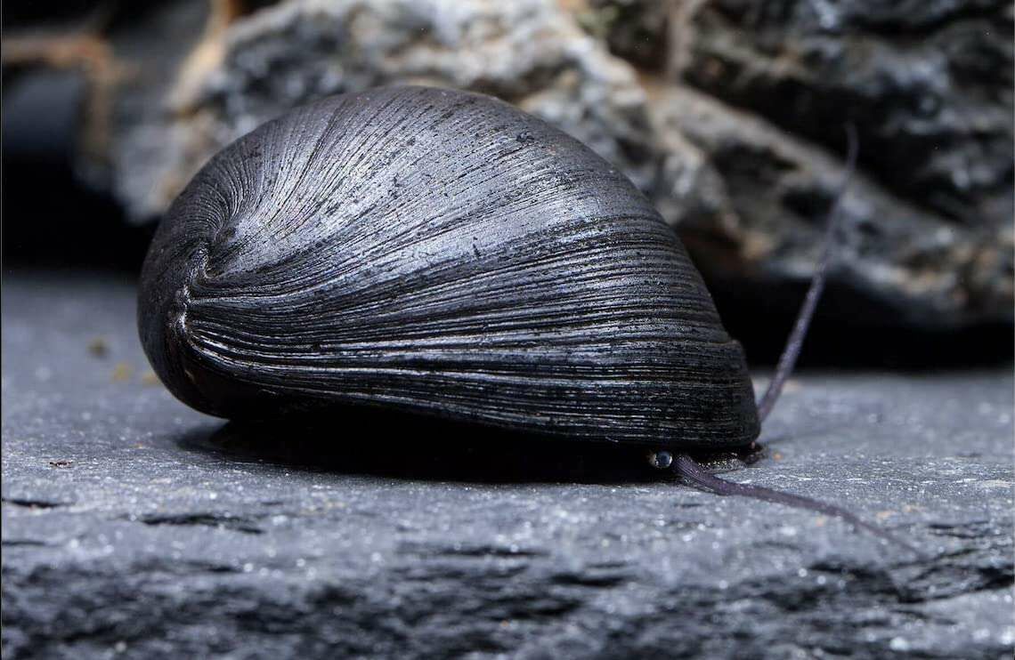 黑金剛螺 | Neritina puligera (1.5-2 cm)