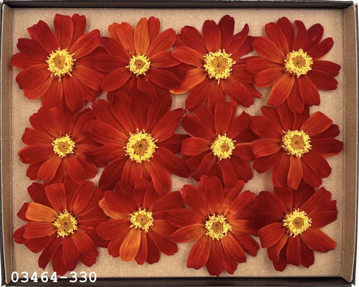 日本不凋百日草(12朵) 03464-330