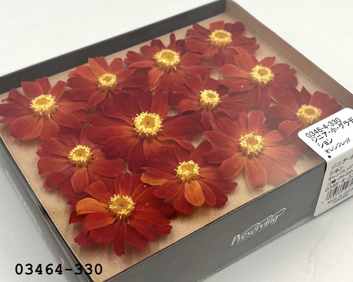 日本不凋百日草(12朵) 03464-330