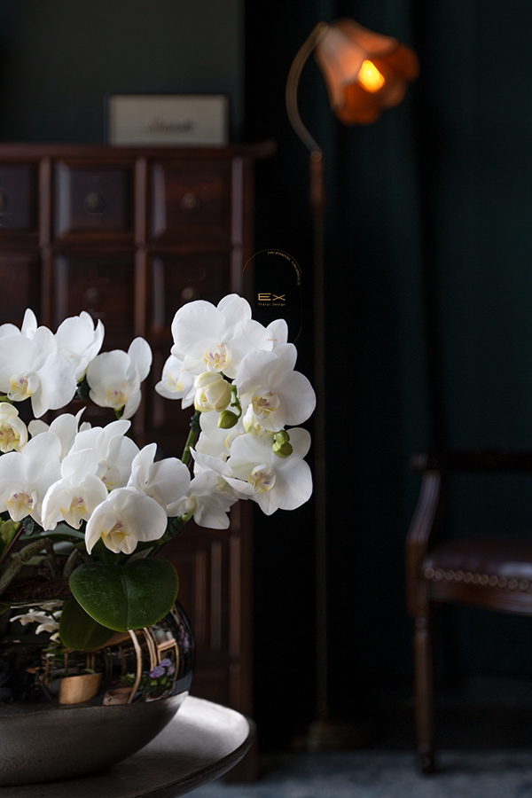 海鹽琴音｜蝴蝶蘭花禮