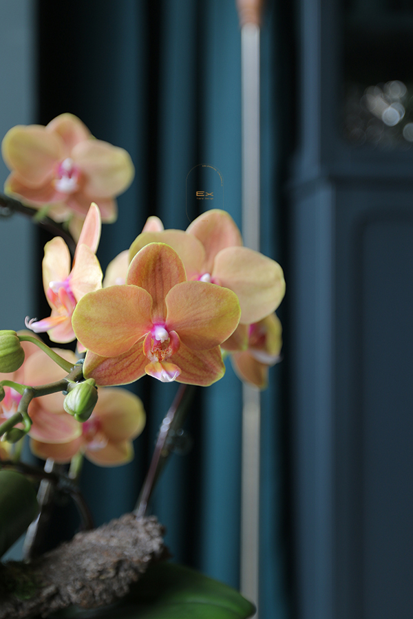 龍祥雲｜蝴蝶蘭花禮