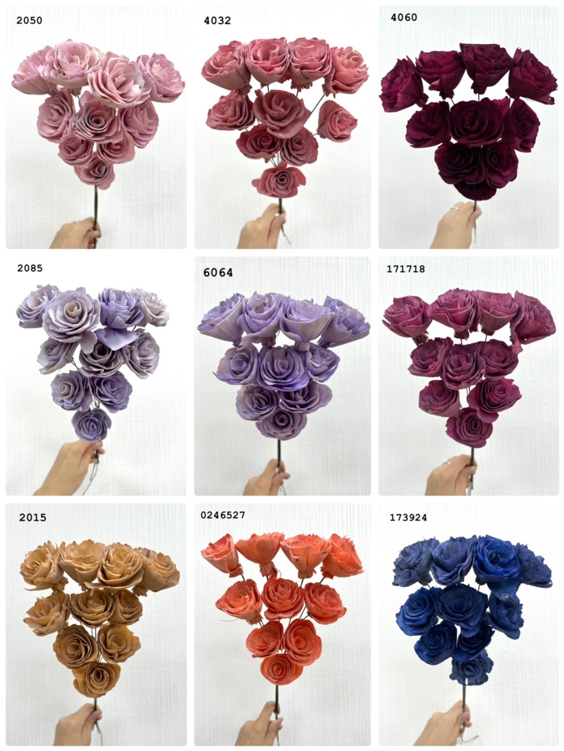 (出清)印度索拉花 平原玫瑰 (5公分)