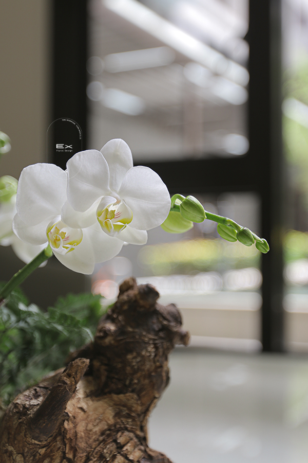 華木雅器．蝶沐韻〈小款〉｜蝴蝶蘭花禮