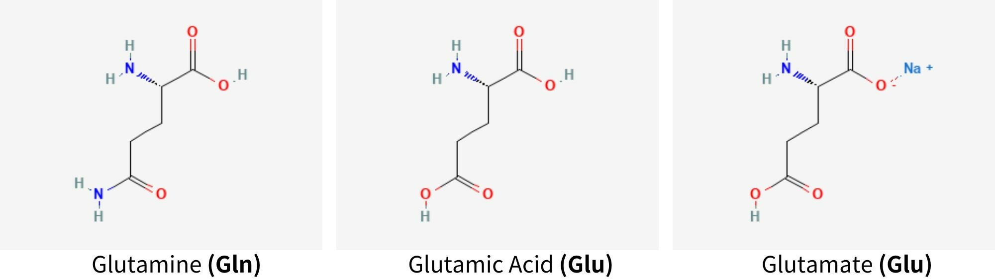 GLUTAMINE、GLUTAMATE和GLUTAMIC ACID結構與功能皆不同