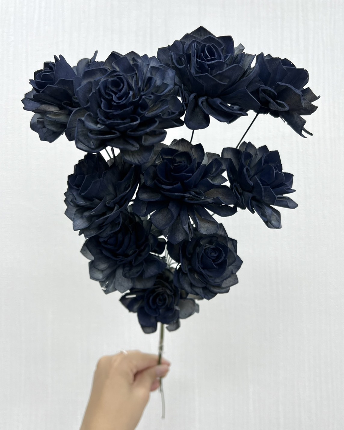 印度索拉大理花(5公分)-馬爾他藍