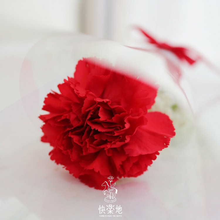 溫馨祝福 I 單支康乃馨  BF240280