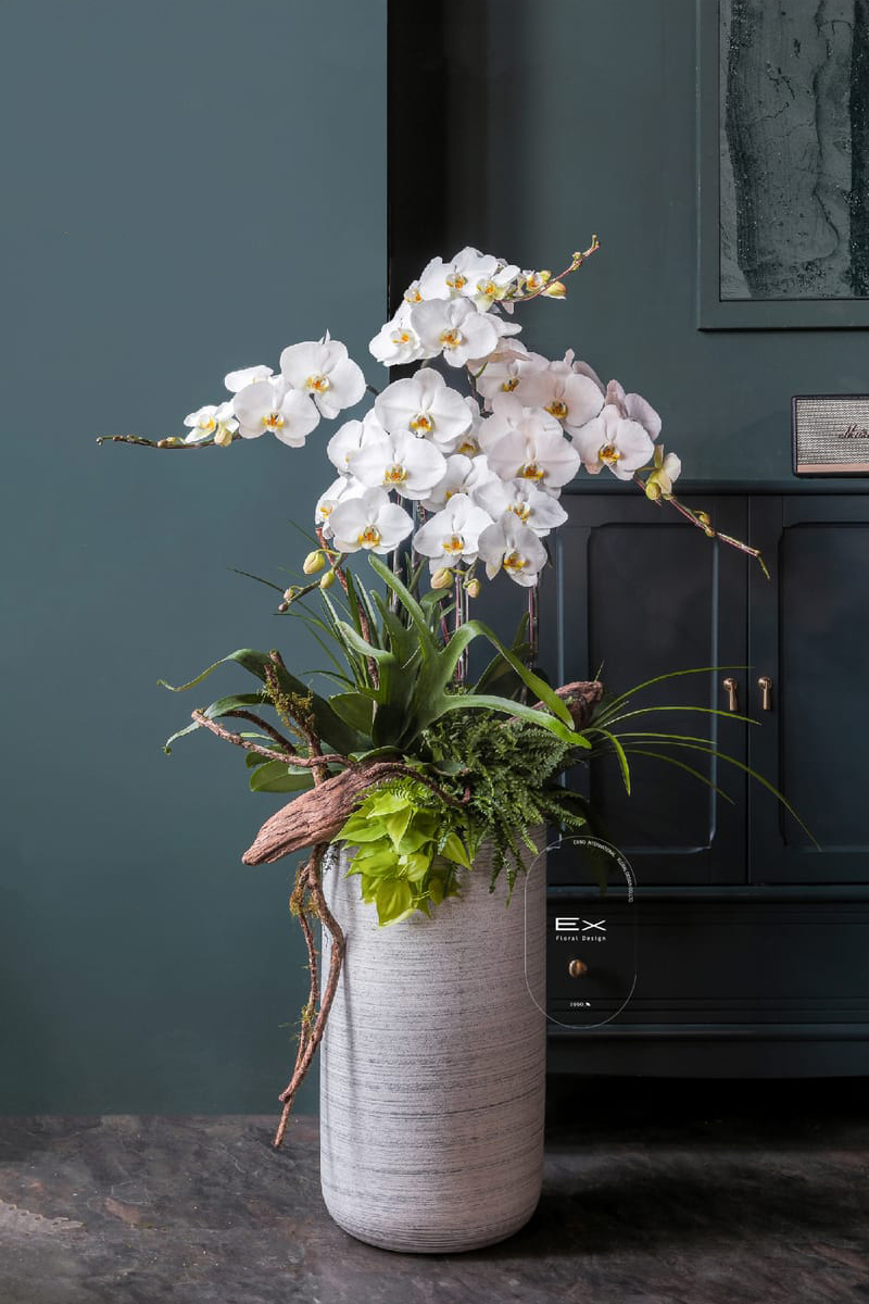 香島莉子｜蝴蝶蘭 雅量高致