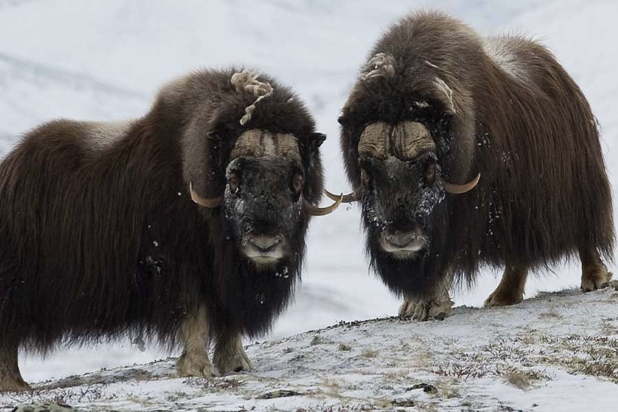 [Preorder] ALASKA 2| 100% 麝香羊毛 -Pascuali