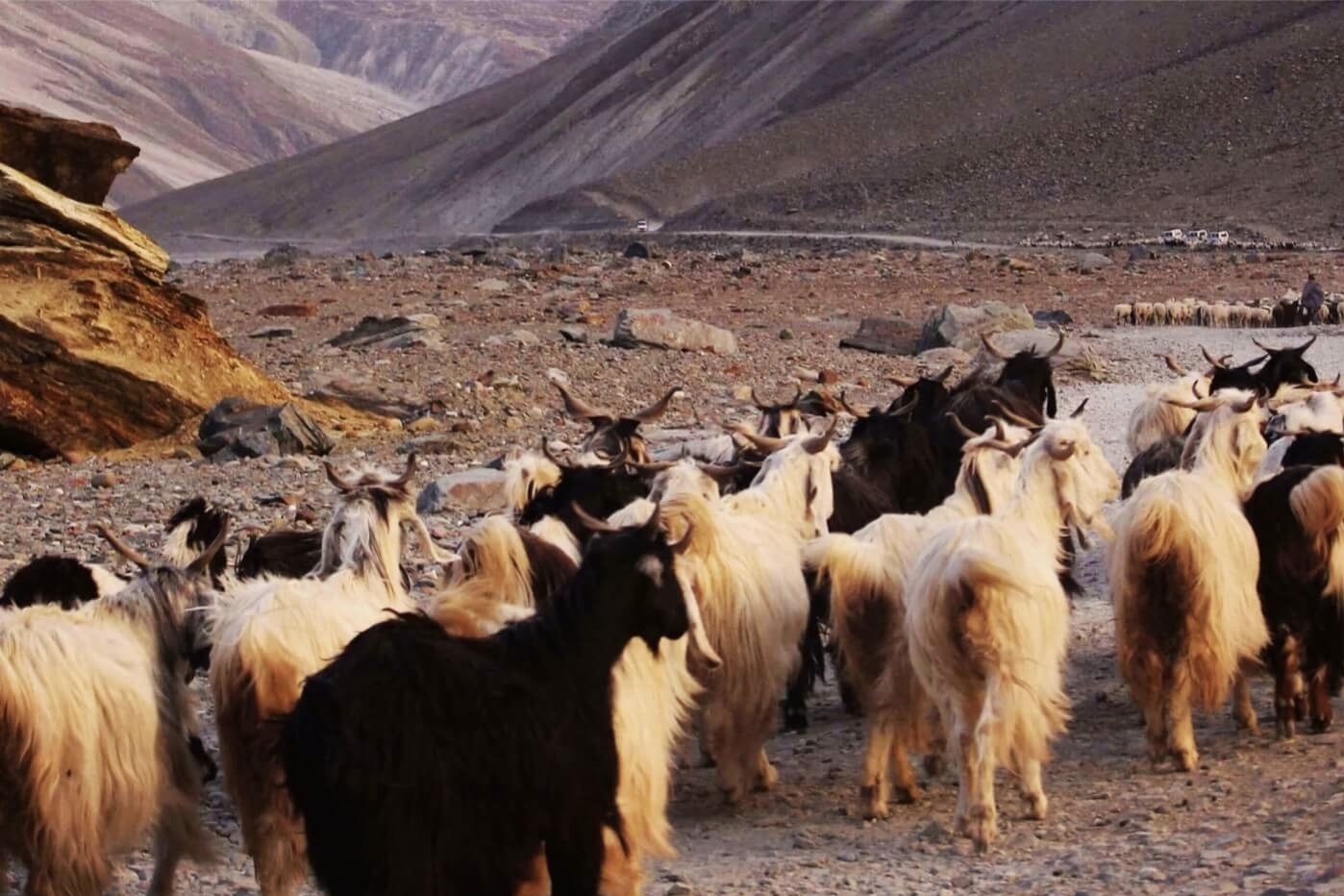 喀什米爾 Cashmere 6/28- Pascuali