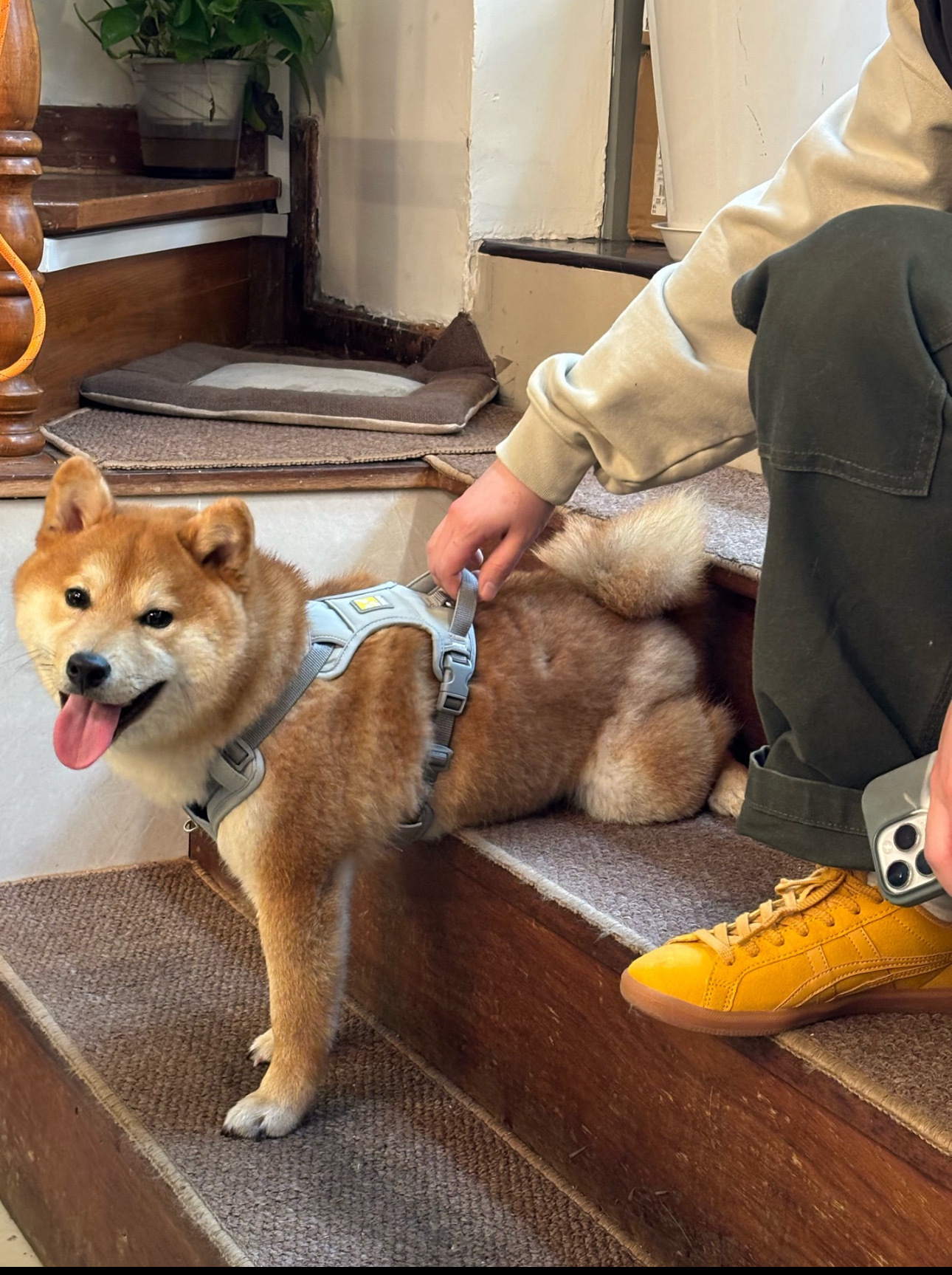 Onitsuka Tiger DD trainer (小麥色)