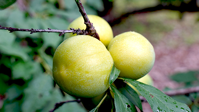 高海拔有機種植