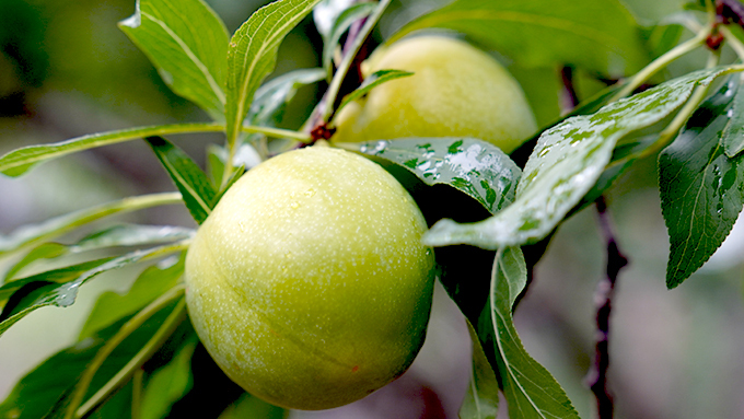 有機種植黃肉李